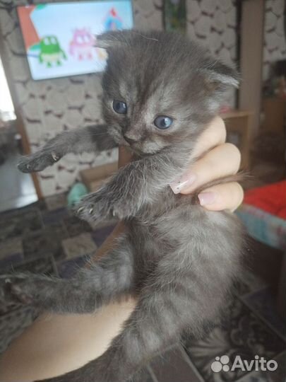 Вислоухие котята