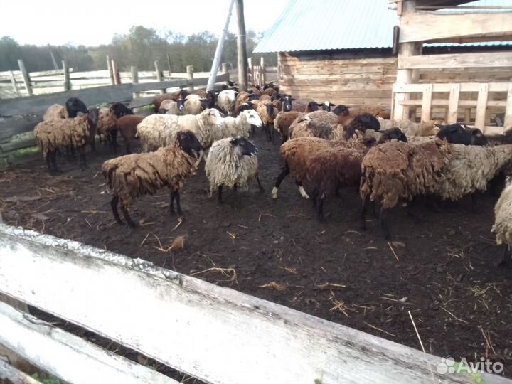 Бараны и овцематки