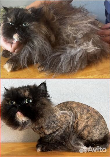 Стрижка, вычесывание, груминг кошек