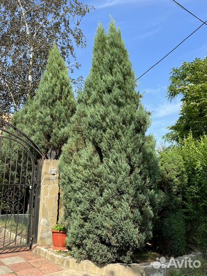 Можжевельник скальный скайрокет, блю эрроу