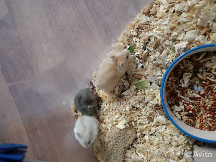 Джунгарский хомяк