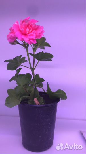 Герань пеларгония