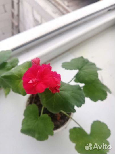 Пеларгония герань