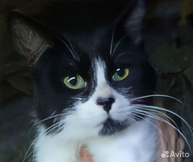 Черный Нос ищет дом