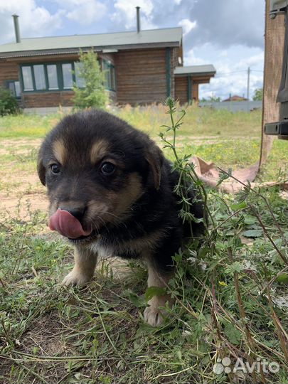 Собаки щенки