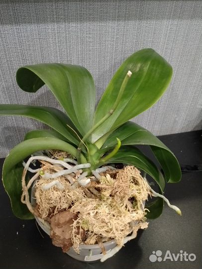 Орхидея Легато