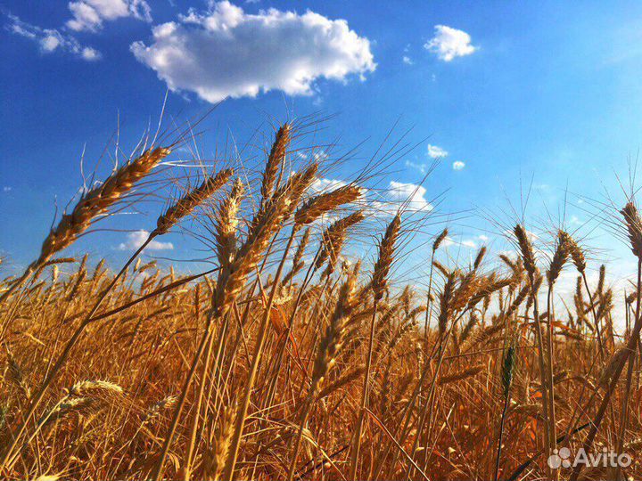 Зерно пшеница