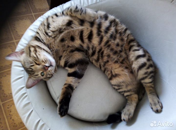 Бенгальский кот