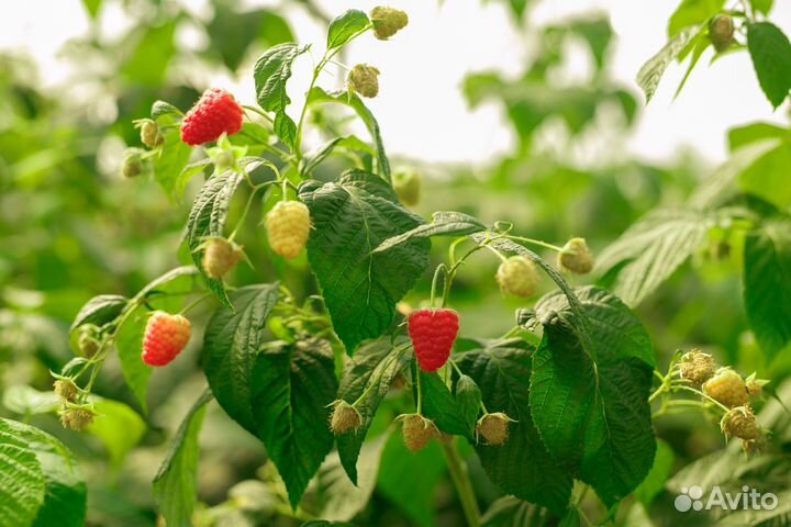 Яблоня, груша, вишня, дюк, алыча