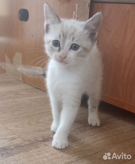 Котик в добрые руки
