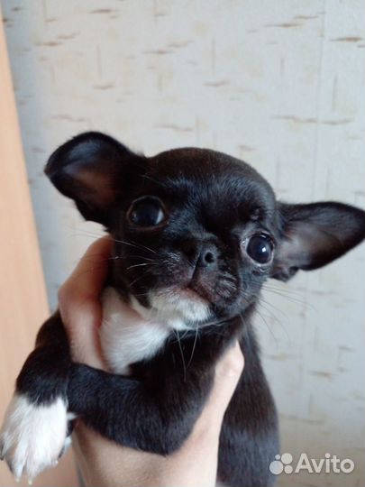 Красивые щенки чихуахуа