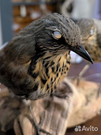 Чучело птицы певчий дрозд