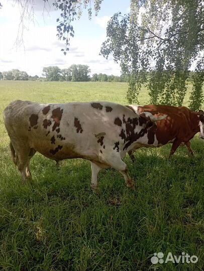 Сено в рулонах 2023