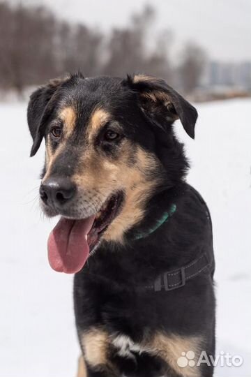 Собака в добрые руки