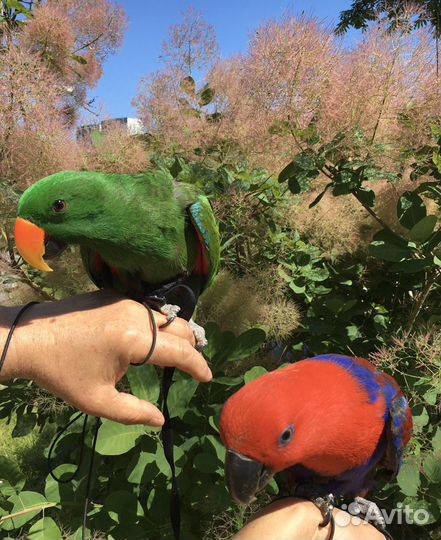 Аренда птиц для фотосессии