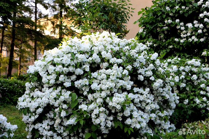 Чубушник Жасмин Вирджинал