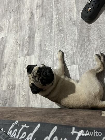 Мопс вязка мальчик