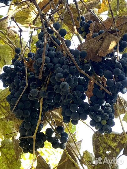 Виноград винный