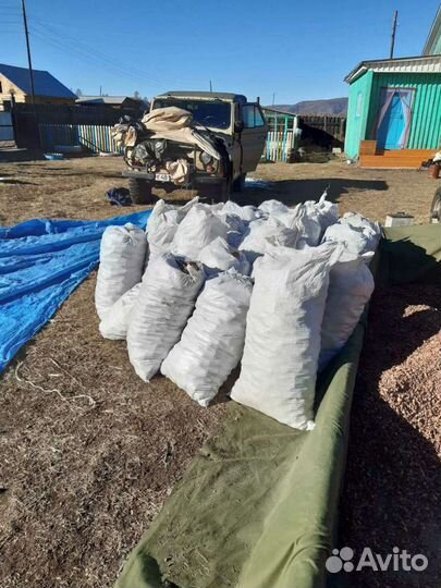 Шишка кедровая