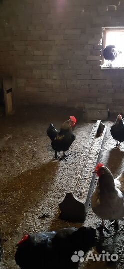 Продам молодого петушка