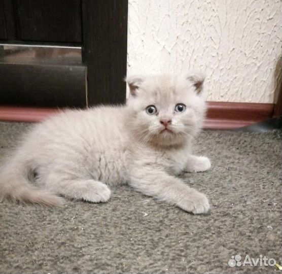 Британская