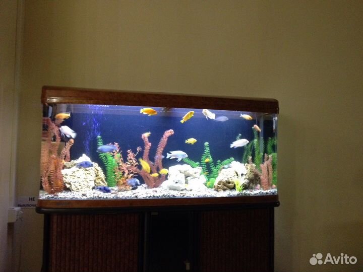 Обслуживание (чистка) аквариумов