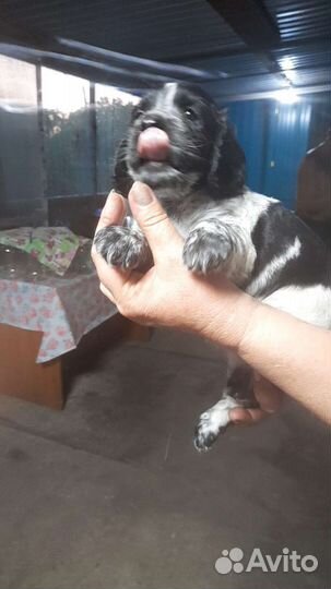 Щенки русского спаниеля