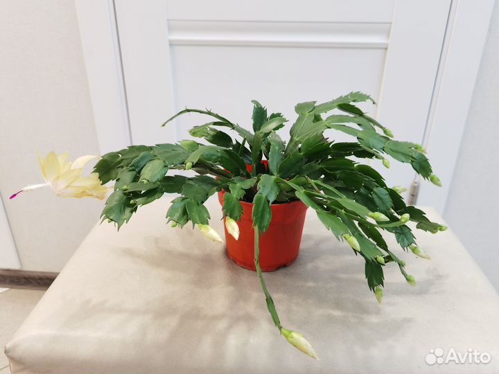 Зацветающий шлюмбергера(декабрист)