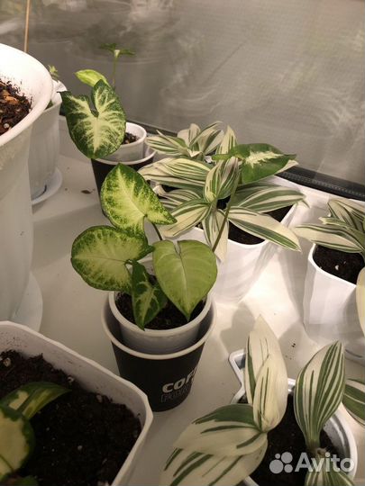 Сингониумы