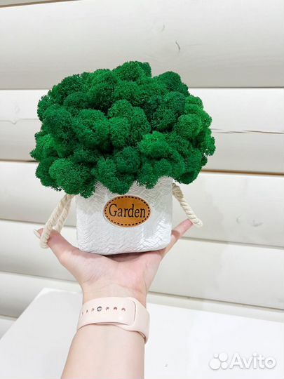 Стабилизированный мох, кашпо