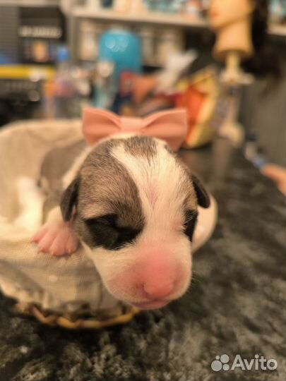 Щенки в добрые руки бесплатно