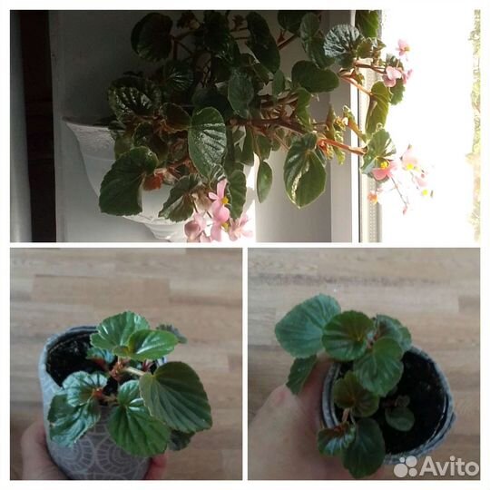 Пеперомия,эпипремнум,каланхоэ,бегония,герани,фиалк