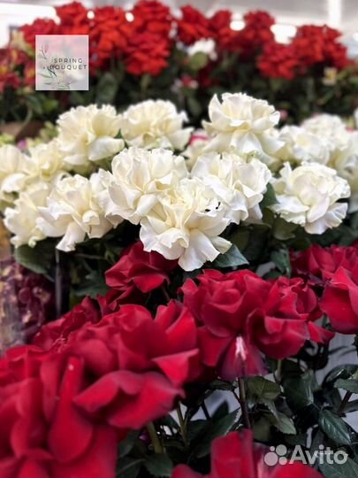 Розы Доставка Цветов 25 51 101 Роза