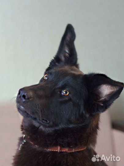 Метис немецкой овчарки в добрые руки