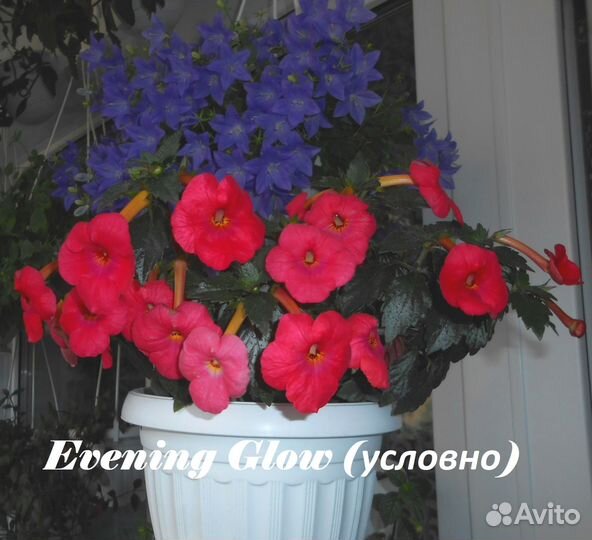 Ризомы ахименесов