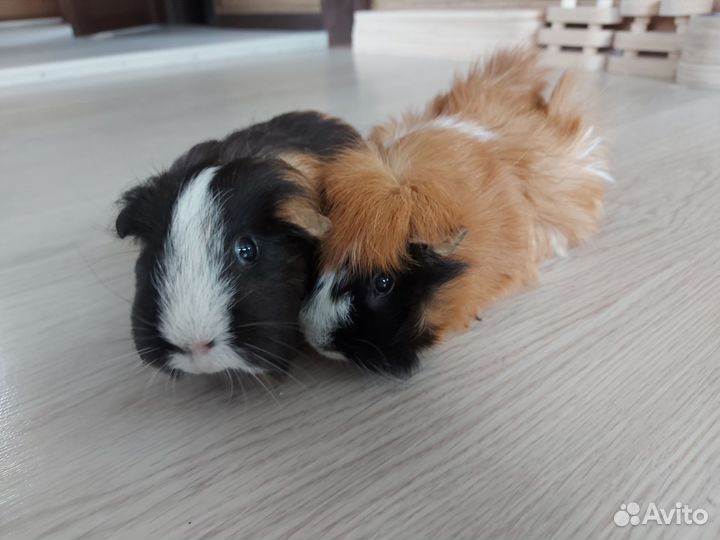 Морские свинки