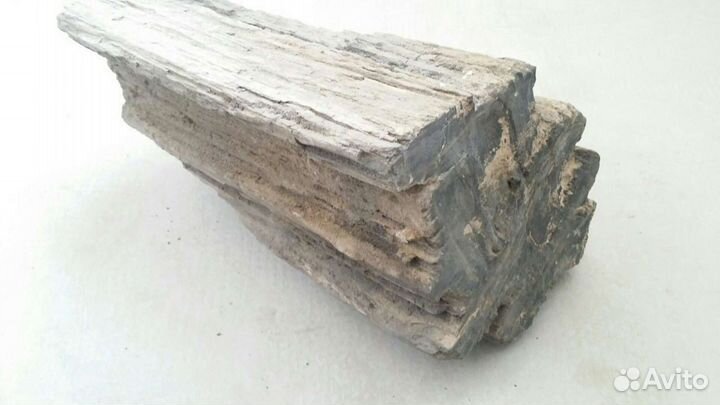 Окаменелое дерево