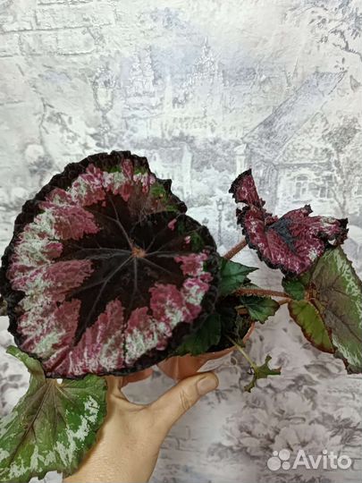 Бегония декоративно лиственная