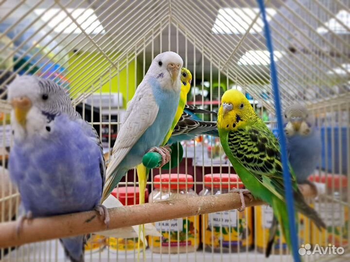 Волнистый попугай