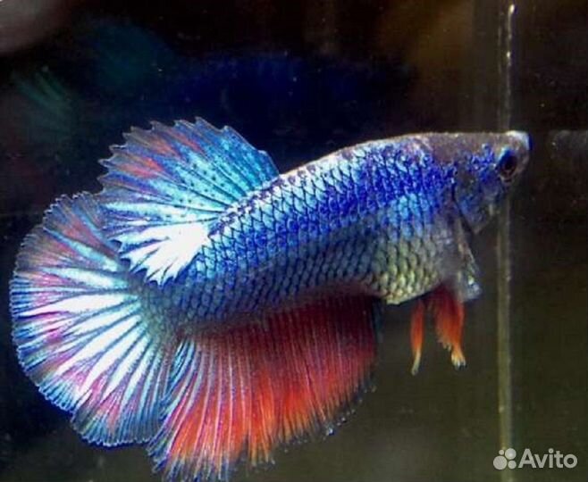 Петушок (самка) Халфмун (арт 7032)