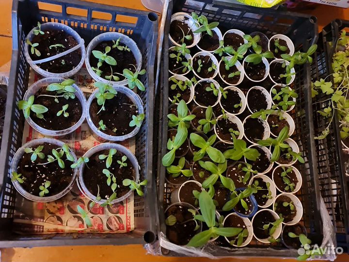 Рассада петунии