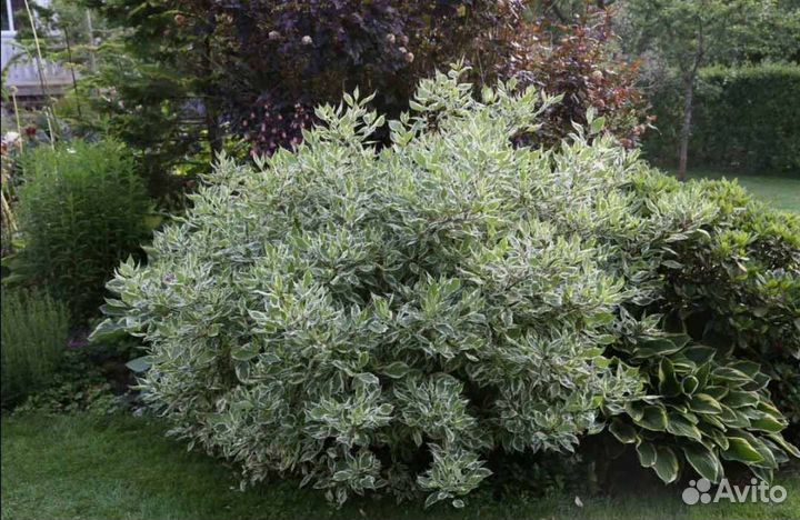 Дерен элегантиссима