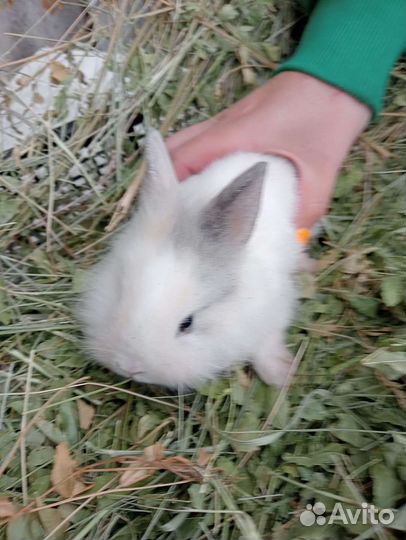 Декоративные кролики