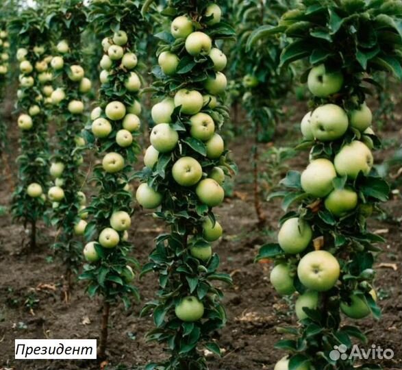 Яблоня колоновидная Президент