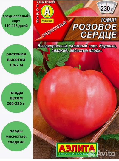 Рассада помидор