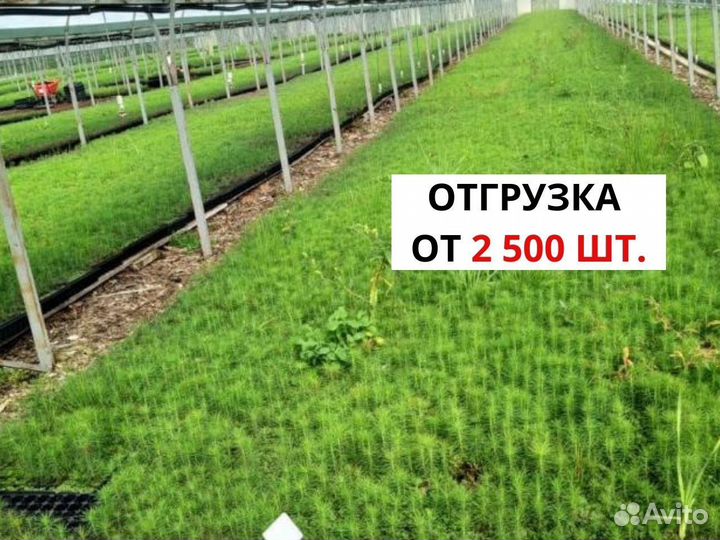 Сеянцы сосны зкс обыкновенной оптом