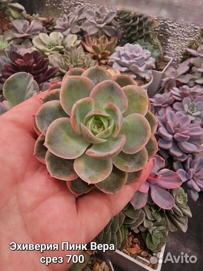 Эхиверии суккуленты