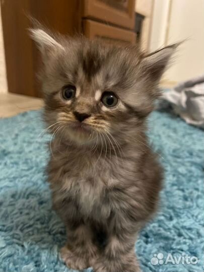 Котята мейн-кун бронь