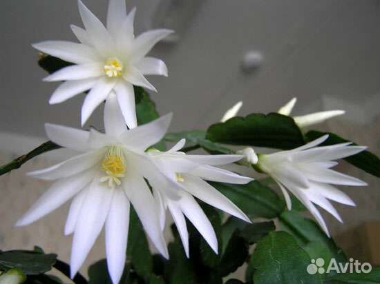 Шлюмбергеры, декабристы, рипсалидопсис