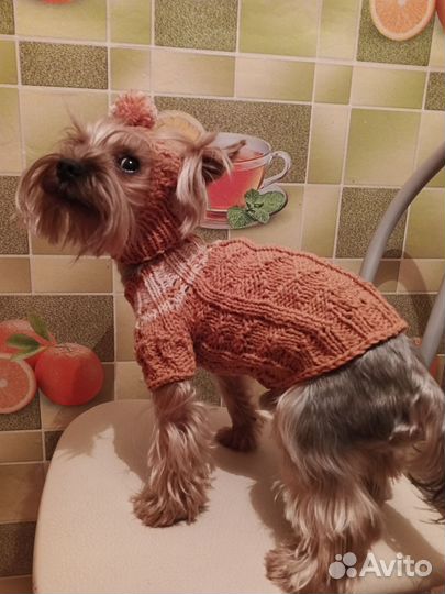 Одежда для собак